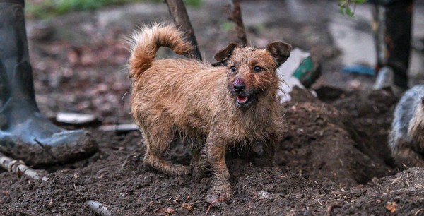 萌犬立大功！7小時抓700隻大老鼠。（圖／翻攝自Facebook／Suffolk and Norfolk rat pack）