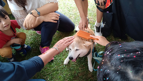 ▲▼(封面圖/台灣狗醫生協會提供)