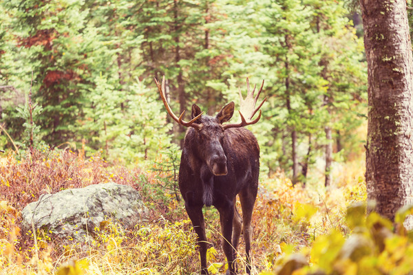 ▲▼駝鹿,Moose。（圖／達志影像／示意圖）