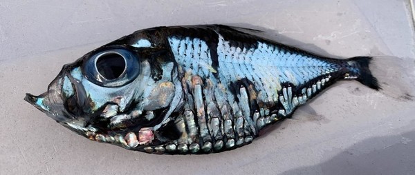 ▲日本漁民捕撈到的「畢卡索魚」。（圖／翻攝自富士電視臺）