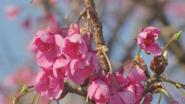 ▲▼陽明山花季。（圖／北市府工務局提供）