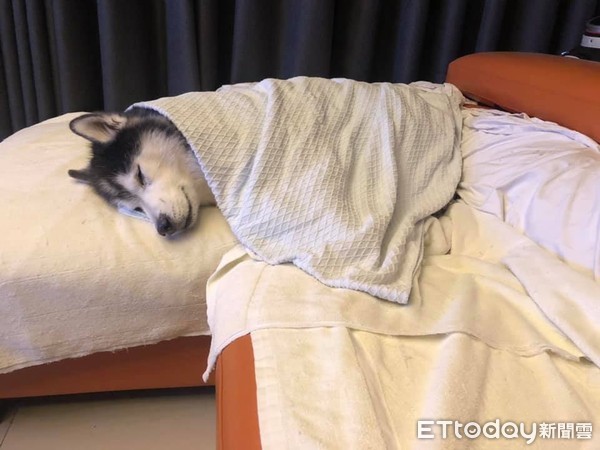 天氣冷！哈士奇要蓋棉被才睡得著。（圖／飼主Jason Cheng提供，請勿隨意翻拍，以免侵權。）