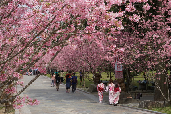 ▲▼九族櫻花祭。（圖／九族文化村提供）