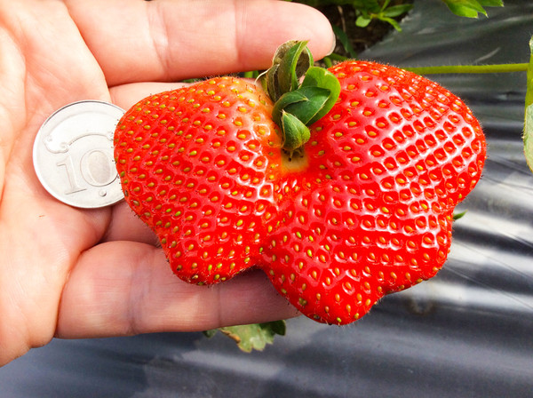 ▲大湖草莓季11家量產草莓園。（圖／大湖旅遊網提供）