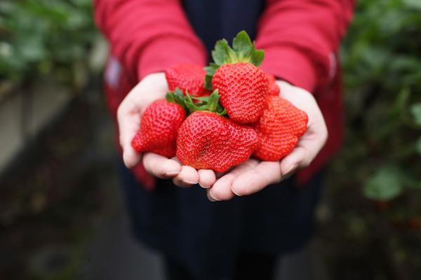 ▲大湖草莓季11家量產草莓園。（圖／大湖旅遊網提供）