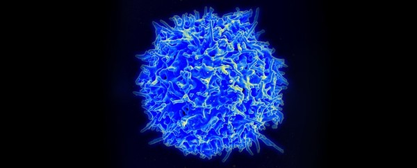 ▲在電子顯微鏡下現形的「T細胞」。科學家從人類免疫系統中發現一種「T細胞」，可以對多種癌症「殺無赦」。（圖／翻攝自網路)