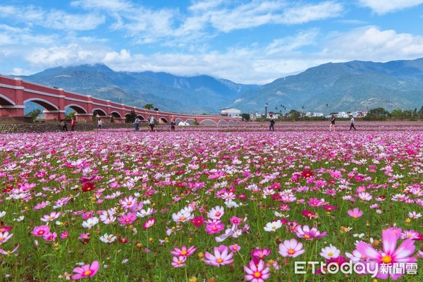 ▲▼台東二層坪水橋波斯菊花海。（圖／台東水保局提供）