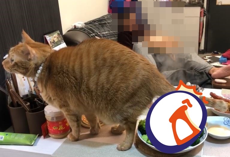 怕著涼 喵皇花椰菜上 蒸屁屁 尾巴狂甩嚇壞網 母湯喔 Ettoday寵物雲 Ettoday新聞雲 怕著涼 喵皇花椰菜上 蒸屁屁 尾巴狂甩嚇壞網 母湯喔 Ettoday寵物雲 Ettoday新聞雲