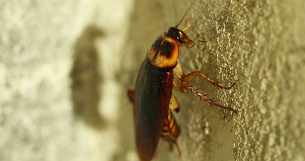 蟑螂的生命力十分頑強，不吃不喝的存活時間，比想像中長很多。（圖／示意圖，翻攝自pixabay）