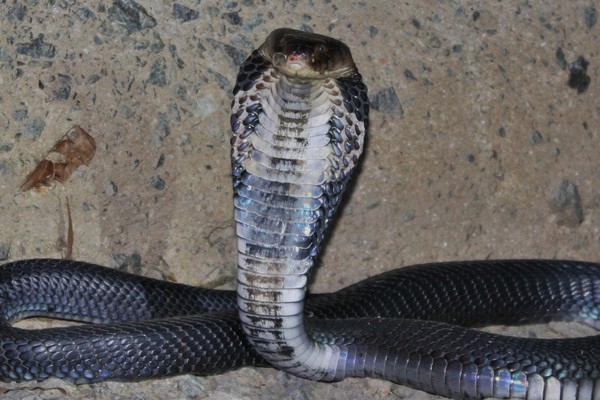 ▲中華眼鏡蛇（Chinese cobra）（圖／翻攝維基百科）