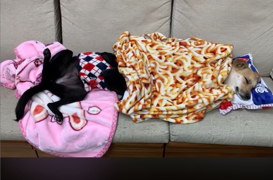 黃頭黑腿汪 初四躺沙發睡翻媽看傻 我養了雙色狗 Ettoday寵物雲 Ettoday新聞雲