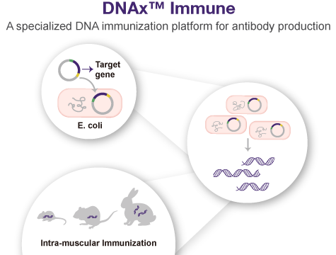 ▲亞諾法DNAx Immune技術平台。（圖／翻攝亞諾法官網）