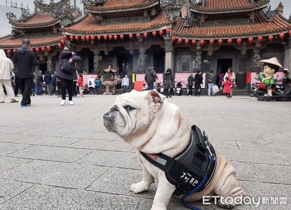 ▲肉乾好香喔！阿肥躲角落「憨憨臉緊盯」，聽到洗澡短腿飛奔。（圖／網友黃育倫提供，請勿隨意翻拍，以免侵權。）