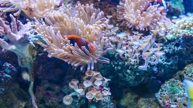▲▼珊瑚礁。（圖／取自免費圖庫Pixabay）