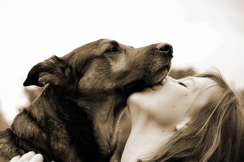 狗狗並不聰明？研究：牠們只是被愛沖昏頭　每次都無可救藥愛上人類