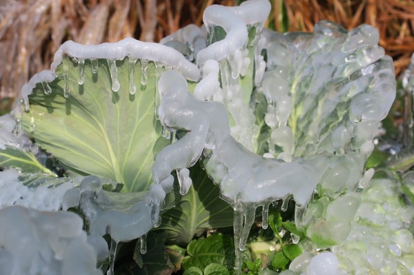 ▲梨山清晨零下6度，高麗菜全部結冰。（圖／翻攝自Facebook／羅進玉）