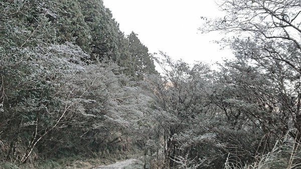 ▲宜蘭太平山森林遊樂區零下2度結霜，宛若「夢幻銀白仙境」。（圖／羅東林管處提供）
