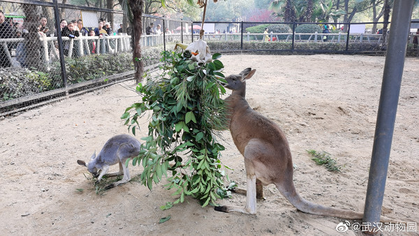 ▲▼武漢封城動物園「水產用盡」緊急求救　企鵝、鵜鶘即將斷糧。（圖／翻攝自武漢動物園）