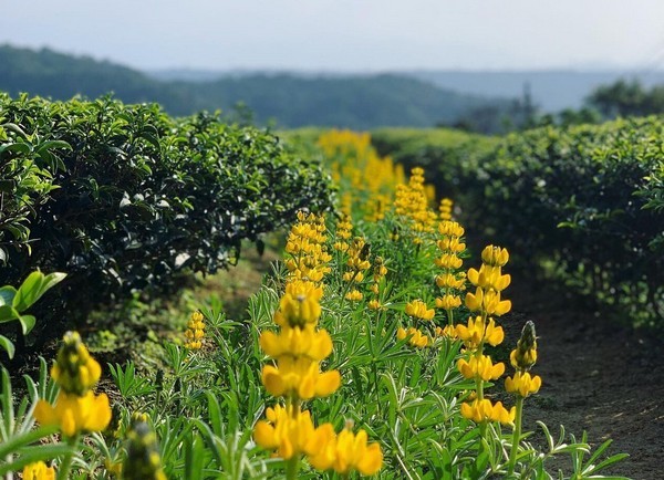 ▲桃園「戀戀魯冰花」活動，三水茗園搶先綻放。（圖／市府提供）