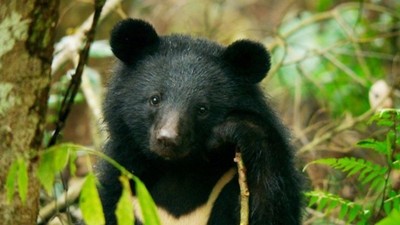發現人類的渺小《黑熊來了》從人性出發　重新找回對大自然的敬畏