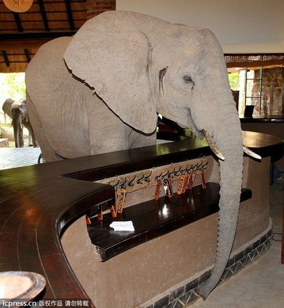 象群每年 逛 大廳尚比亞旅館美麗的錯誤 第4張 Ettoday圖集 Ettoday新聞雲