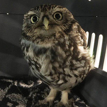 （圖／翻攝自Facebook／Suffolk Owl Sanctuary）