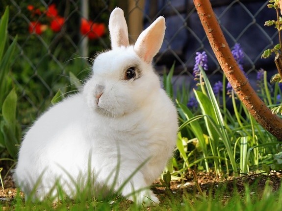 ▲兔子,白兔（圖／取自免費圖庫pixabay）
