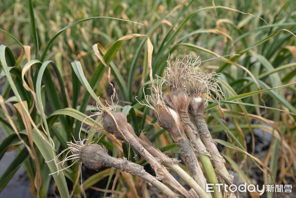 ▲蒜頭是雲林縣主要經濟農作之一，近日因氣候影響造成蒜頭呈現黃化現象。（圖／記者蔡佩旻攝）