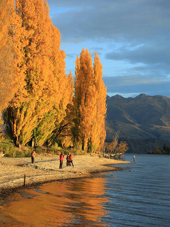 ▲紐西蘭金黃色的秋天超好拍　你也能是網美網帥！▼             。（圖／七逗旅遊網提供）