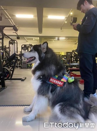 ▲散步超堅持！麻豆雪橇犬只走白線　「雞毛毯屁屁」萌暈網：求正面。（圖／粉專@沒有門＆鐵支的成長日記.Our Malamute and boy.提供，請勿隨意翻拍，以免侵權。）