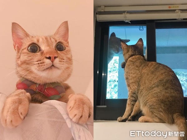 ▲愛貓「呱呱」和虎斑浪貓外型神似，彼此在窗台上進行溝通。