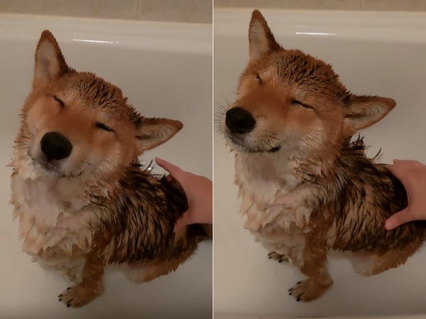 ▲▼柴犬洗澡舒服到變「仰頭狐狸」。（圖／有點毛毛的／粉專「柴犬柚子⊙ω⊙柚柚切嗑鬧」提供）