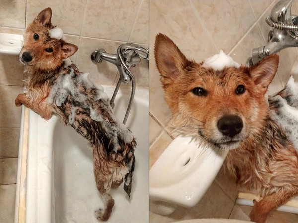 ▲▼柴犬洗澡舒服到變「仰頭狐狸」。（圖／有點毛毛的／粉專「柴犬柚子⊙ω⊙柚柚切嗑鬧」提供）