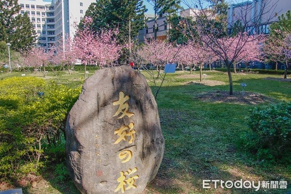 ▲來自日本的河津櫻，為中央大學與日本中央大學締結「姐妹校」所贈，象徵兩國、兩校的友好情誼。（圖／中央大學提供）