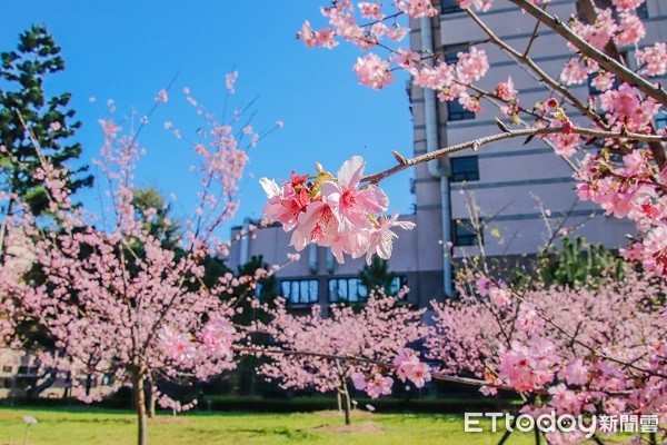 ▲河津櫻花姿高雅、脫俗，非常受到國人喜愛。（圖／中央大學提供）