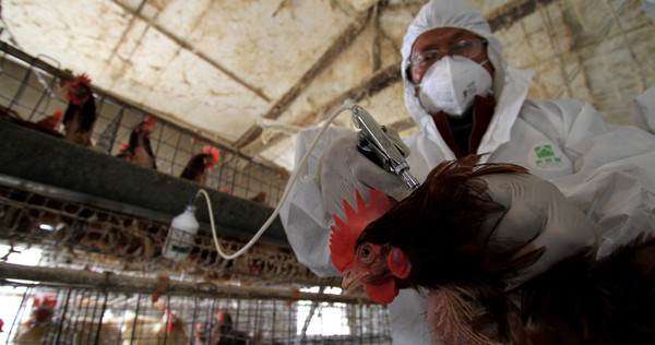 禍不單行！湖南省和四川省爆發「禽傳人」禽流感疫情。（圖／中新社）