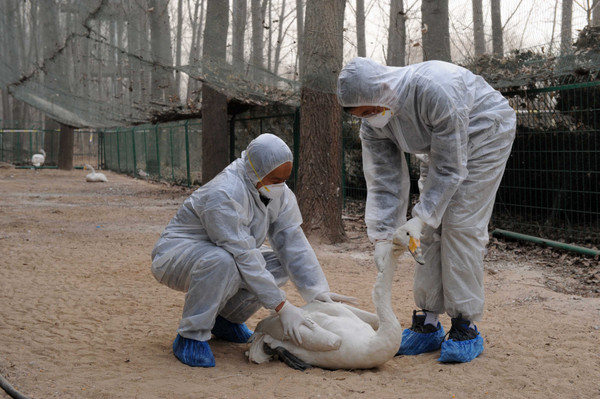 武漢肺炎疫情未歇中國又爆 H5N1 禽流感，撲殺上萬家禽。（圖／ 新華社）