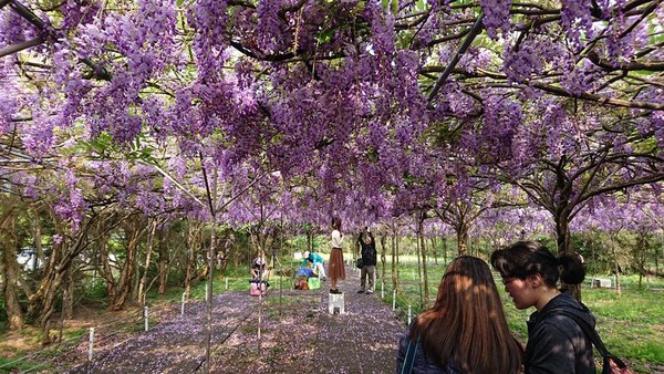 ▲紫藤咖啡園（屯山園區）。（圖／翻攝自紫藤咖啡園（一店）（屯山園區）粉專）