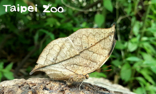 ▲▼暖冬樹上出現枯葉片！　動物園「枯葉蝶」集體張翅曬太陽。（圖／台北市立動物園提供）