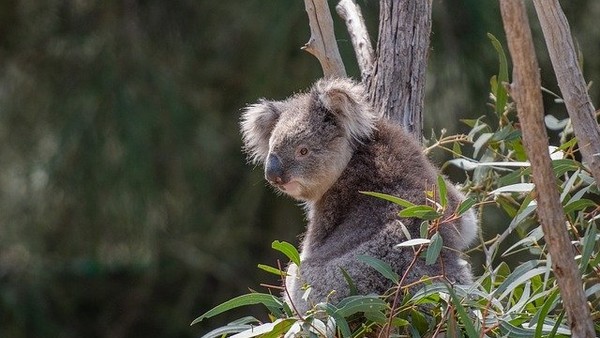 ▲▼澳洲無尾熊。（圖／取自免費圖庫pixabay）
