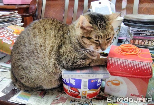 ▲超怕冷！貓折手趴「熱食」瞇眼取暖　爸嘆：別霸凌食物。（圖／飼主黃先生提供）