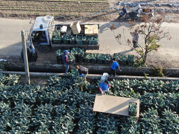 ▲嘉縣青農改裝田間搬運農機，讓青花菜採收效能快四倍。（圖／記者翁伊森翻攝）