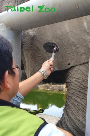 非洲象每週二到四要上課啦！（圖／臺北市立動物園提供）