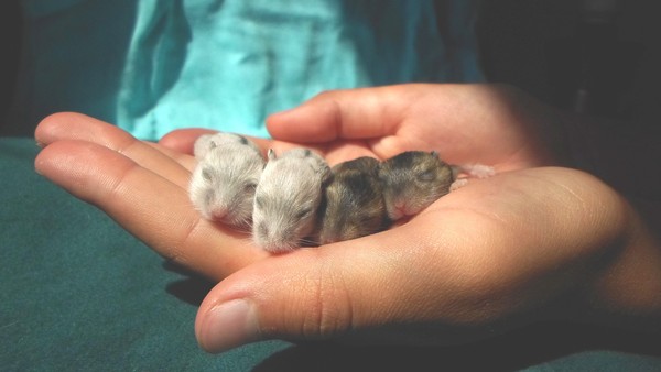 ▲老鼠,倉鼠,動物,可愛,米奇。（圖／取自免費圖庫Pixabay）