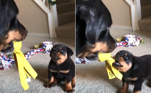 父子為玩具鬧翻？網見這舉動感動。（圖／翻攝自Instagram用戶@rottweilermom）