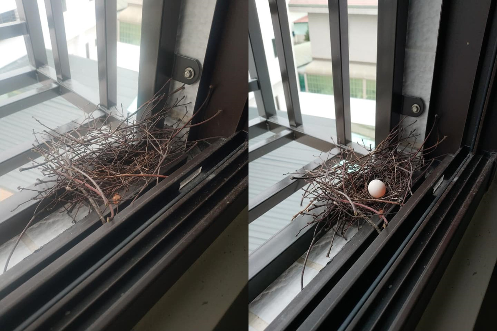 ▲▼小鳥在窗台築巢下蛋。（圖／翻攝自爆怨公社）