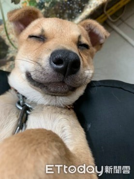 ▲2個月小黃狗被收編後「撿3次真鈔回家」　超萌神技影片曝光！。（圖／飼主謝妮妮提供）