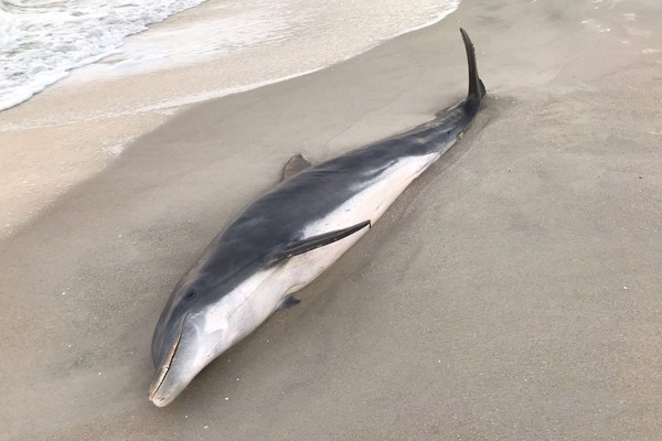 海豚遭槍決。（圖／MyFWC Florida Fish and Wildlife）