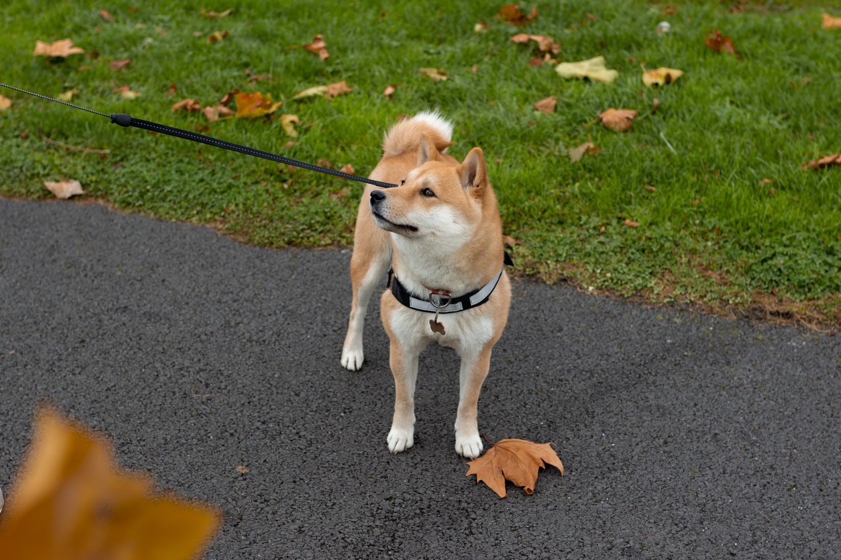 ▲柴犬 。（圖／翻攝自unsplash）