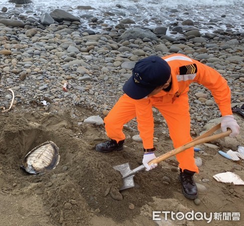 ▲海巡署第六岸巡隊14日在台26線道南下10公里處竹坑岸邊發現一隻死亡海龜，這是該單位兩個月來處理的第8隻     。（圖／記者陳崑福翻攝）